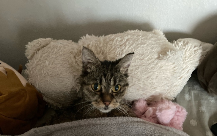 Zbiórka na leczenie kocura - zdjęcie główne