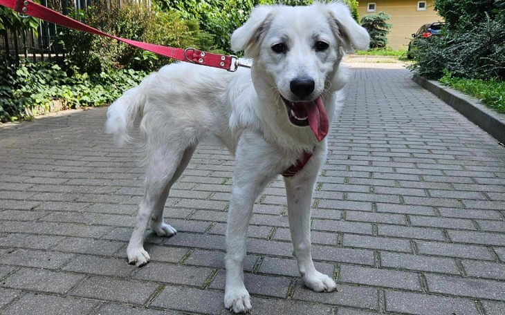 Zbiórka Luna prosi - zdjęcie główne