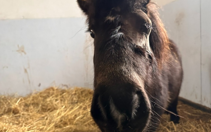 Mały koń patrzy w obiektyw aparatu.
