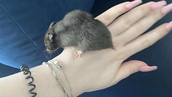 Zbiórka Leczenie Bułki - miniaturka zdjęcia