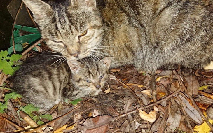 Zbiórka Domki dla Kotów na Zimę- Kwidzyn - zdjęcie główne