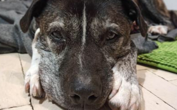 Pies leżący na podłodze, z wyrazem zmęczenia.