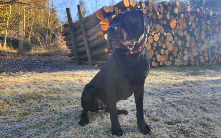 Czarny pies rasy Cane Corso na tle drewnianych bali.