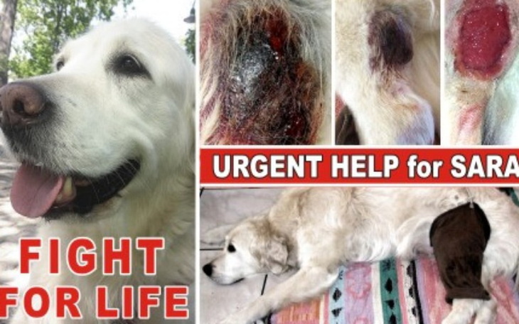 Zbiórka HELP for SARA - AGAINST CANCER - zdjęcie główne