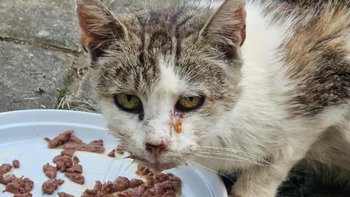 Zbiórka Ratunek dla cudownej Tulisi - miniaturka zdjęcia
