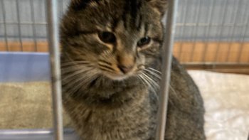 Zbiórka Utrzymanie kocich ogonków - miniaturka zdjęcia