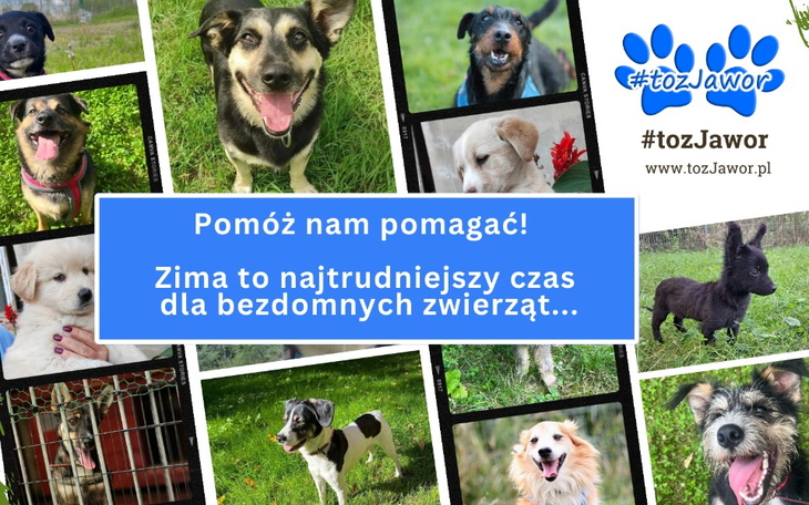 Zbiórka Na bezdomne psiaki z tozJawor - zdjęcie główne