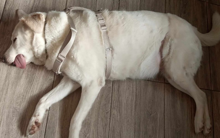 Zbiórka By mógł znów chodzić - zdjęcie główne