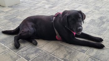 Zbiórka Choroba odbiera jej radość życia - miniaturka zdjęcia