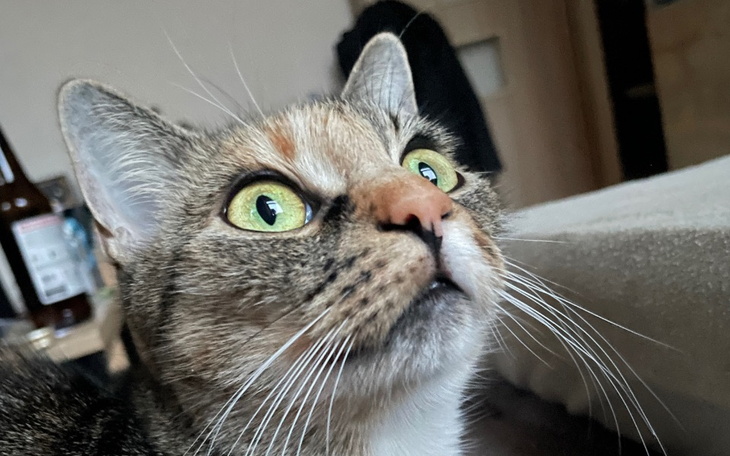 Kot z dużymi zielonymi oczami, patrzący z zainteresowaniem.