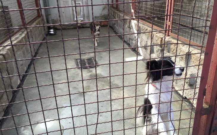 Zbiórka pieniążki dla schroniska - zdjęcie główne