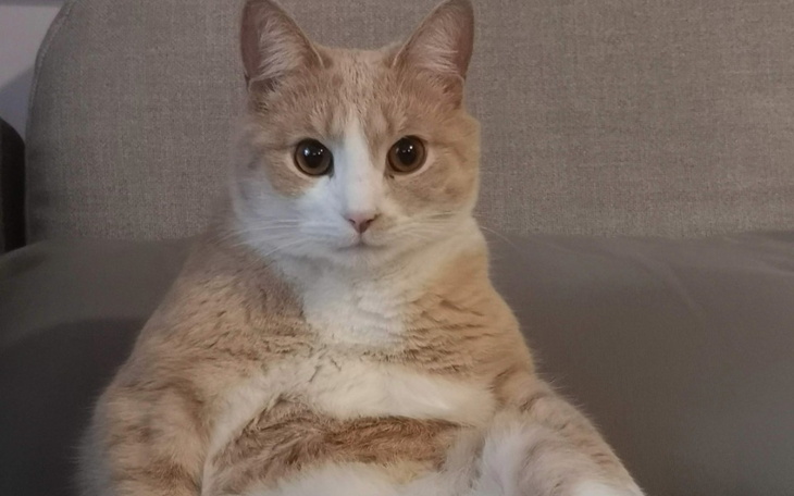 Kot siedzący na kanapie, z wyrazem zdziwienia.