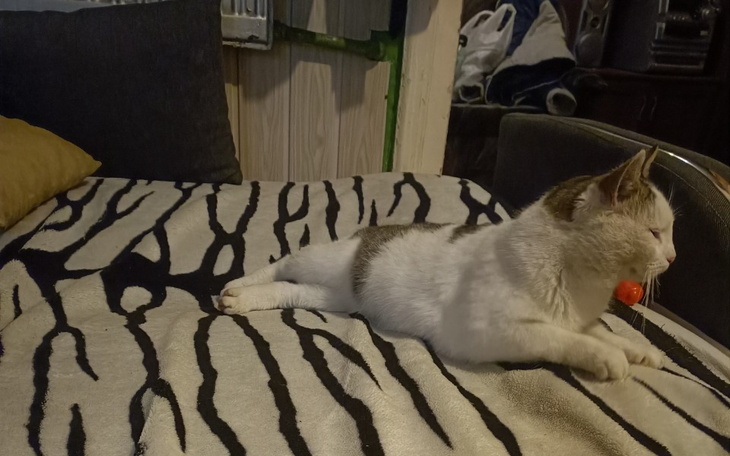 Zbiórka Karma dla psów i kotów żywność - zdjęcie główne