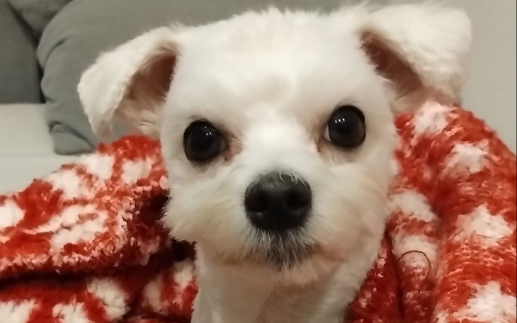 Biały piesek z dużymi oczami, owinięty w koc.