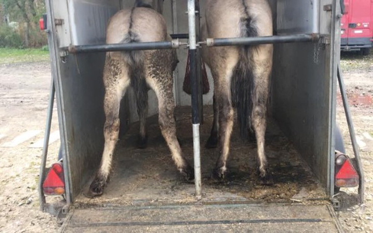 Zbiórka Witaminy dla uratowanych koników - zdjęcie główne