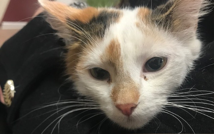 Zbiórka Kicia potrzebuje operacji! - zdjęcie główne