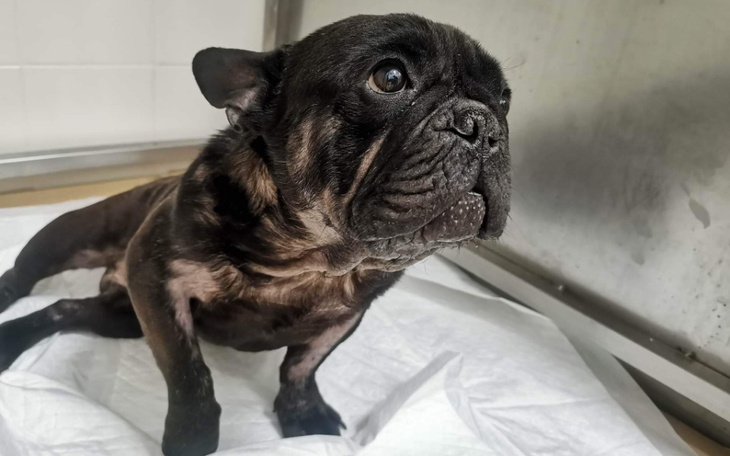 Pies buldog francuski w szpitalu weterynaryjnym.