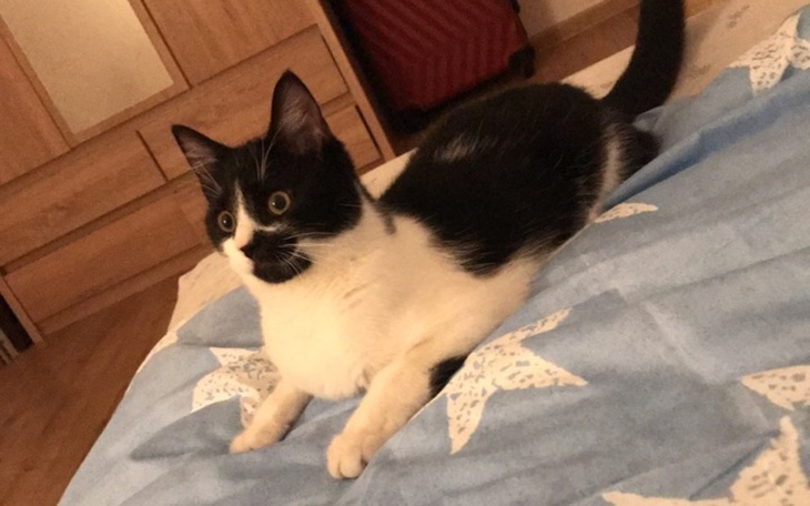 Zbiórka kot do operacji - zdjęcie główne