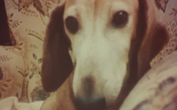 Zbiórka Zbieram na leczenie jamniczki - zdjęcie główne