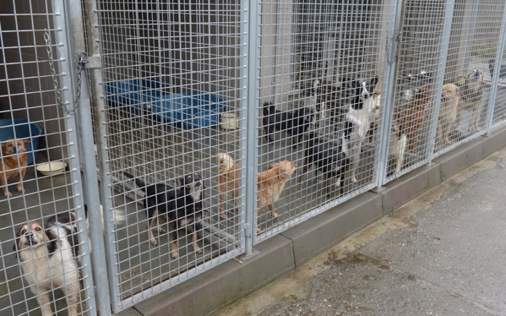 Zbiórka Coś dobrego dla czworonogów - zdjęcie główne