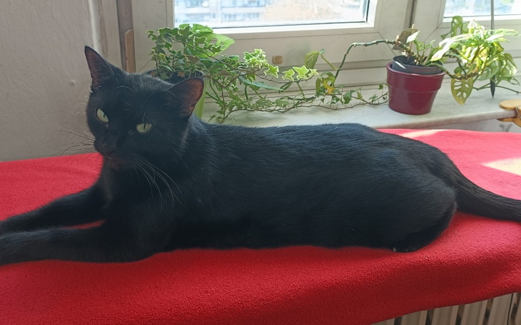 Zbiórka Kastracja kotki pomoc - zdjęcie główne