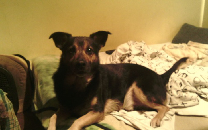 Zbiórka Operacja więzadła psa Atos - zdjęcie główne