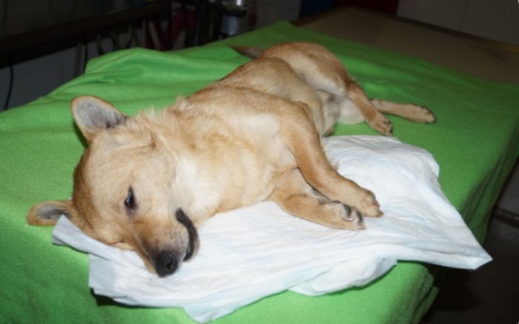 Zbiórka Potrzebna Pilna Operacja Dla Psa - zdjęcie główne