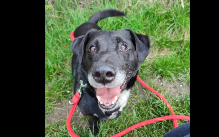 Szczęśliwy czarny pies na smyczy w zielonej trawie.