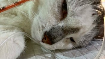 Zbiórka Porzucona w tragicznym stanie - miniaturka zdjęcia