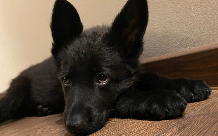 Zbiórka Ratujmy serduszko małej Zmorki - zdjęcie główne