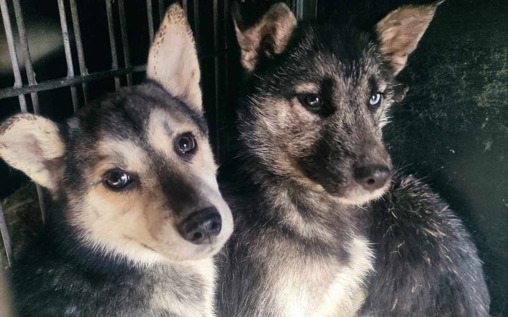 Dwa szczeniaki, przytulone do siebie, z uroczymi spojrzeniami.