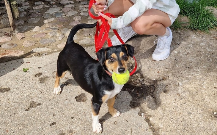 Zbiórka Duże smutki małego pieska - zdjęcie główne