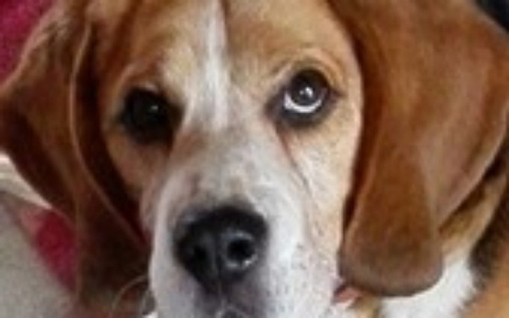 Zbiórka Beagle zbiera na weterynarza - zdjęcie główne