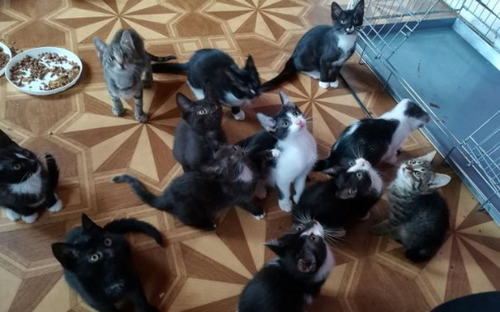 Zbiórka Ratujemy bezdomne koty! - zdjęcie główne