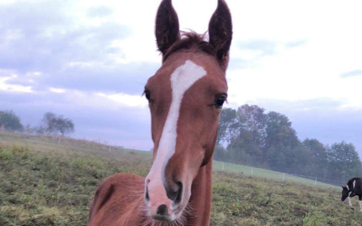 Zbiórka Rozwijanie talentu jeździeckiego - zdjęcie główne