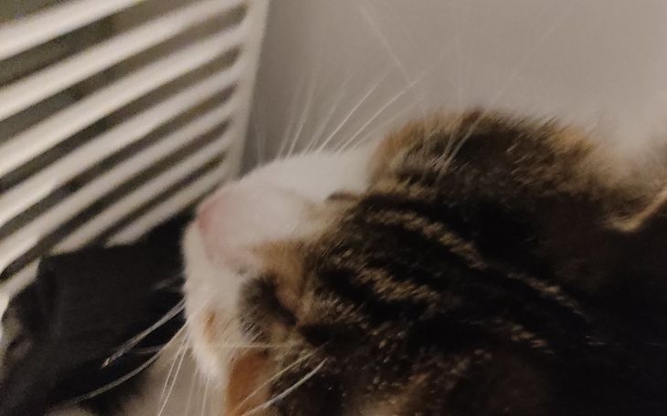 Zbiórka Na leczenie mojego kotka2 - zdjęcie główne