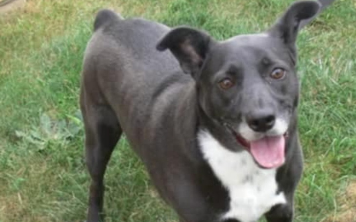 Szczęśliwy pies biegający po trawie.