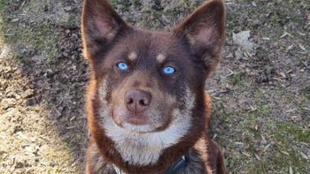 Zbiórka Bezdomna z Łeby - miniaturka zdjęcia