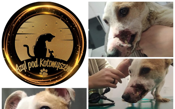 Zbiórka Nie strzelam w Sylwestra pomagam - zdjęcie główne