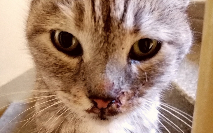 Zbiórka S. O. S dla cierpiącej Nanusi - zdjęcie główne