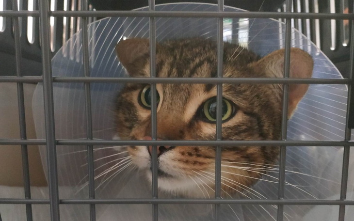 Zbiórka Na obietnicę daną Misiowi. - zdjęcie główne