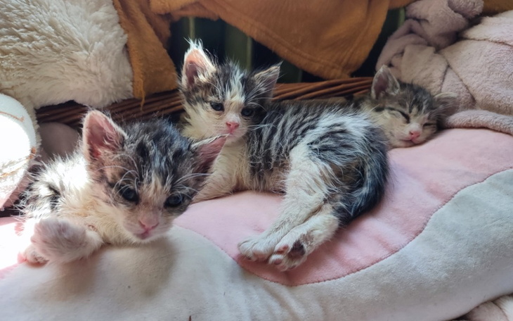 Trzy małe kotki leżące na poduszce.