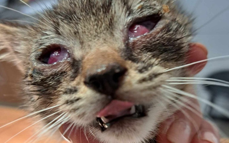 Zbiórka Na ratowanie oczek - zdjęcie główne