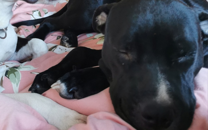 Zbiórka Operacja Demonka. - zdjęcie główne