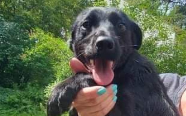 Zbiórka Zagubiona przerażona głodna SOS - zdjęcie główne