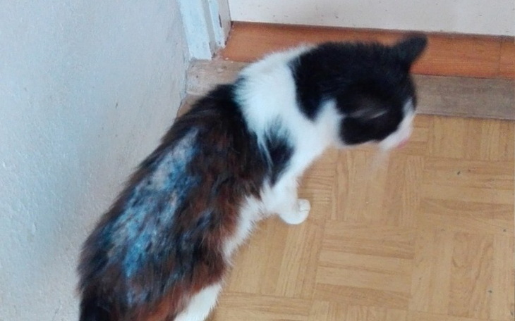 Zbiórka Ratujemy 18-letniego Maciusia - zdjęcie główne