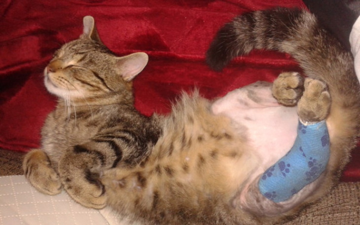 Kot leży na plecach z opatrunkiem na nodze.