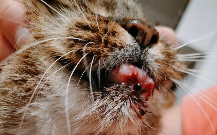 Zbiórka Operacja żuchwy u Buni - zdjęcie główne