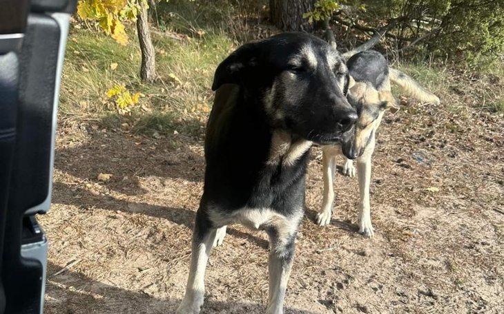 Zbiórka Transport Psów z lasu na DT - zdjęcie główne