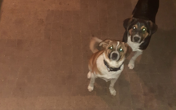 Zbiórka Zbieram na karme na psów - zdjęcie główne